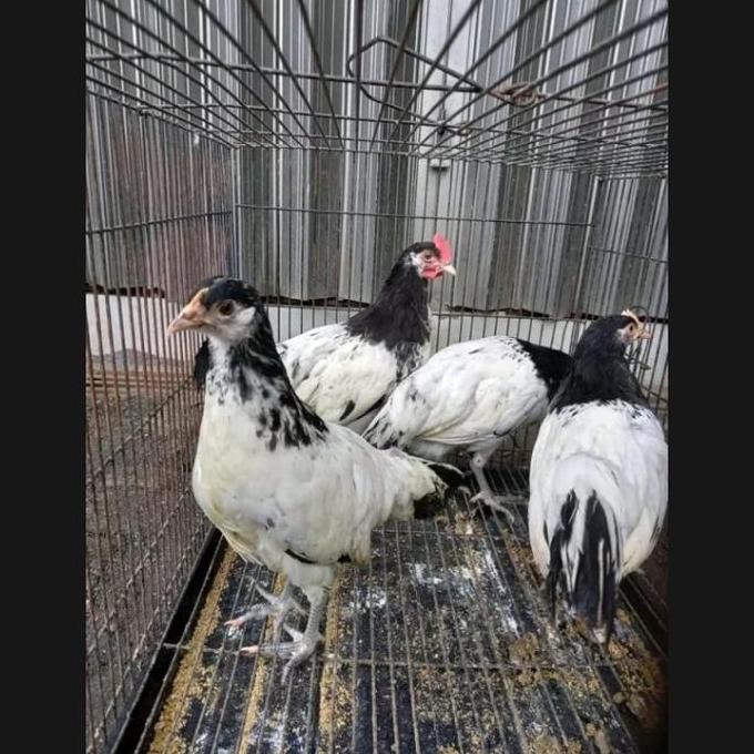

TELUR AYAM HIAS LAKENVELDER UNTUK DI TETAS KAN