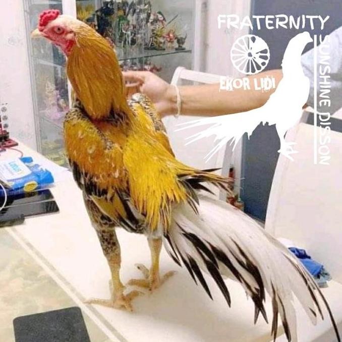 

TELUR AYAM HIAS BANGKOK EKOR LIDI/ AYAM BANGKOK SIAP TETAS FERTIL