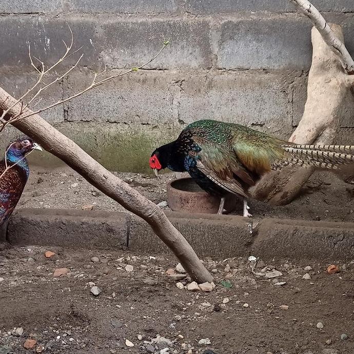 

TELUR TETAS GREEN RINGNECK PHEASANT