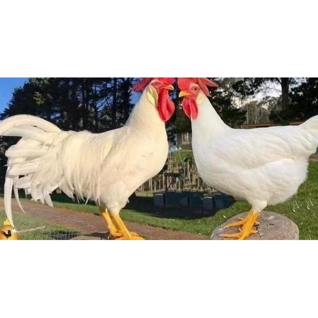 

STOCK READY READY KODE 0846 TELUR AYAM WHITE LEGHORN FERTIL TETAS ASLI ORIGINAL TERLARIS