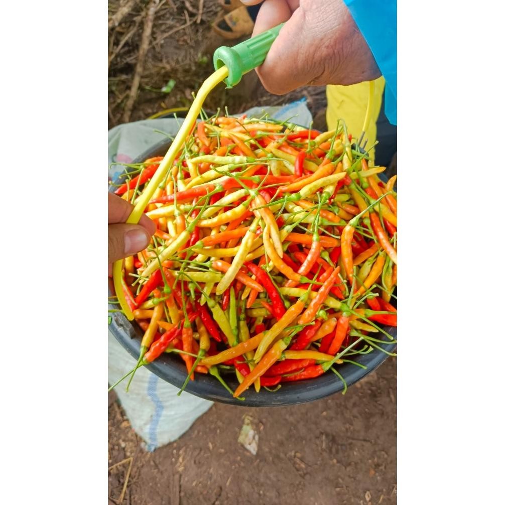 26 Gram Benih Cabai Rawit Lokal Minahasa (4000 Benih Cabe) Bonus Panduan Penanaman