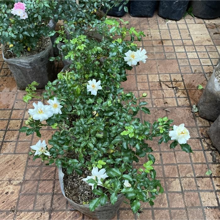 Tanaman Mawar Mini  // Mawar Baby Rose // Bunga Baby Rose