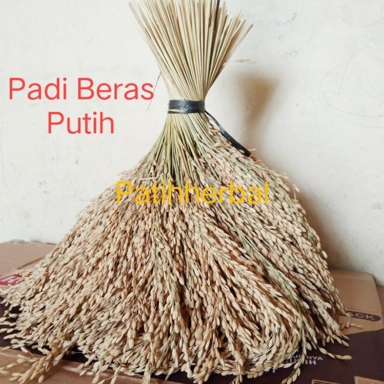

Padi Beras Putih Bertangkai Panjang Asli Per 25 Tangkai Nugi