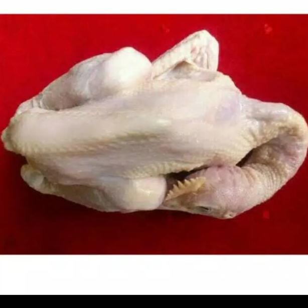

Ayam pejantan terlaris harga grosir bandung Nugi
