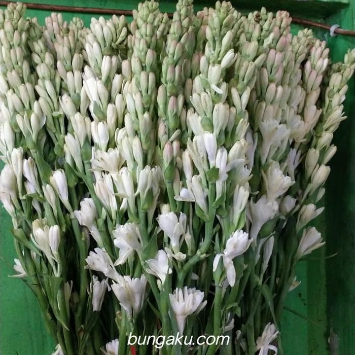 

Bis Bunga Sedap Malam Asli Fresh / Sedap Malam Fresh