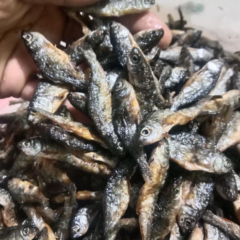 

ikan bilihikan bilih dano singkarakikan bilih padang bili