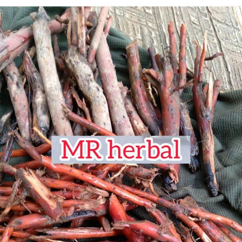 

Akar pohon pinang atau akar pohon Jambe segar original pres 500 gram Nugi