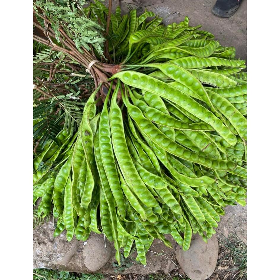 

pete tua petai segar isi 10 papan Nugi