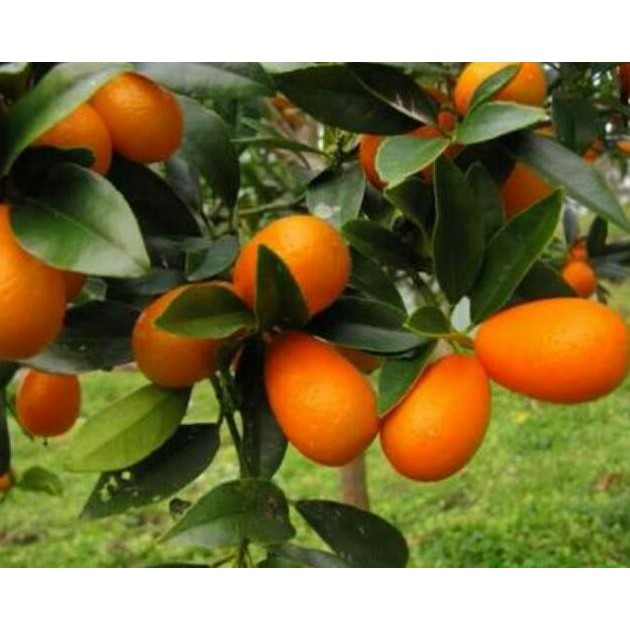 

Jeruk Nagami Sudah Berbuah