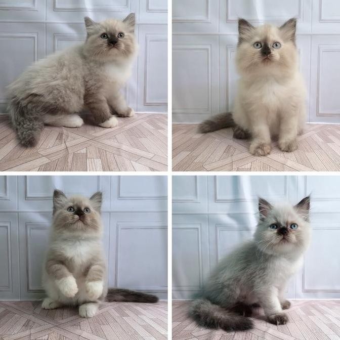 TERBARU - kucing ras ragdoll kitten
