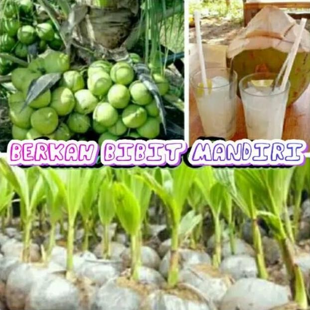 Terlaris Bibit Kelapa Hijau HIBRIDA JUMBO Super Unggul Termurah