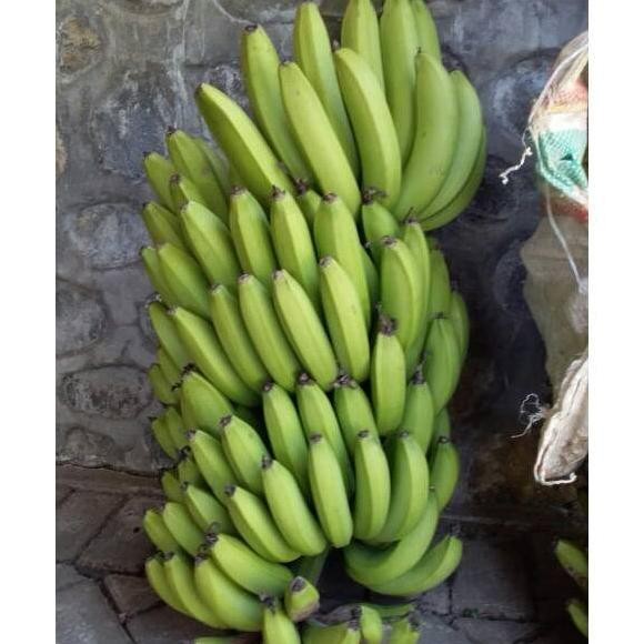 Terlaris Bibit Tanaman Buah Pisang ambon kuning/warangan SUPER MANTEEB