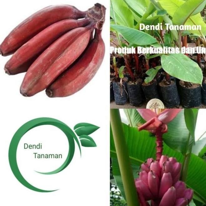 Bibit Pohon Pisang Raja Merah / Buah Pisang Raja MMZ