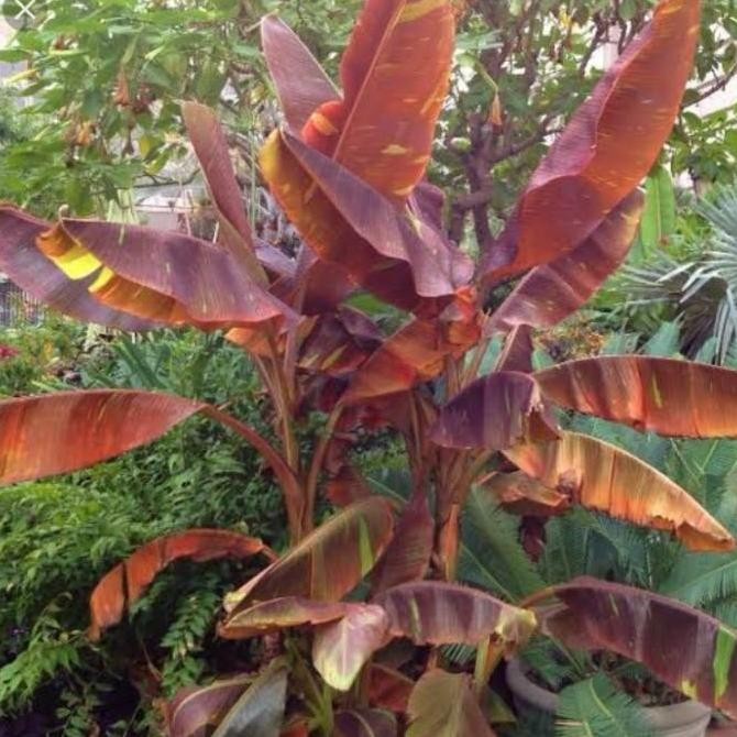 Bibit Bonggol pisang merah Ruby siam orinal Stek/ Bonggol MMZ