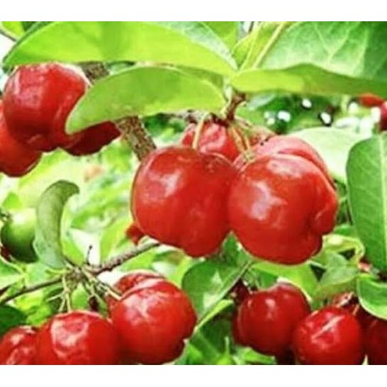 Terlaris BIBIT Tanaman CERI BARBADOS VIETNAM murah Pohon Buah Unggul