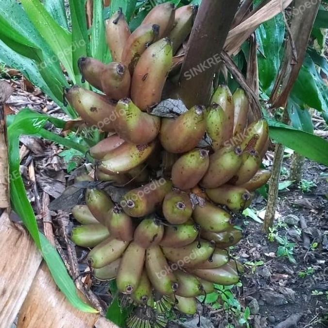 Bibit pisang langka raja merah bonus 1 sisir pisang raja merah MMZ
