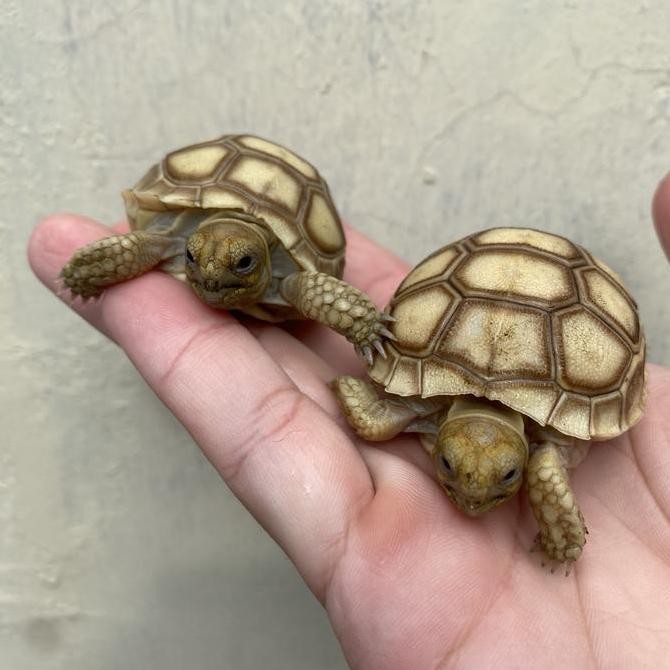 tersedia kura kura darat sulcata 5-6 cm grade a dekorasi miniatur