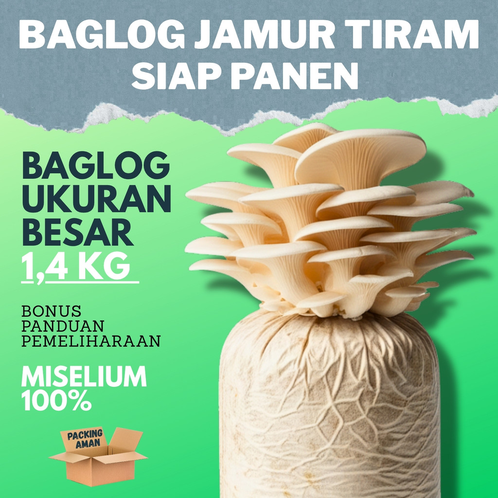 

Baglog Jamur Tiram Putih Siap Panen 1,4 KG Grade A F3 Bibit Jamur Media Tanam + Bonus Panduan