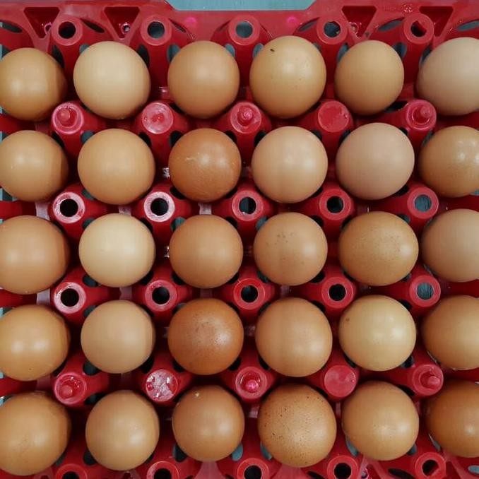 

Produk Baru!! Telur Ayam Negeri Ukuran Sedang - Fresh per Kg Isi 15 Butir