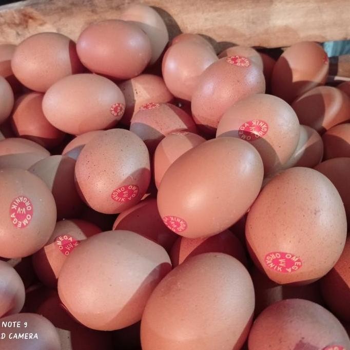 

Produk Baru!! Telur Ayam Negeri Omega Fresh per Kg - Telur Coklat Sehat Omega 3