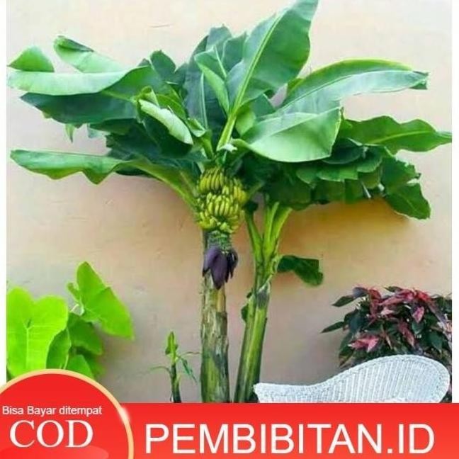 Bibit Tanaman Tabulampot Pisang Mini Asli ATV