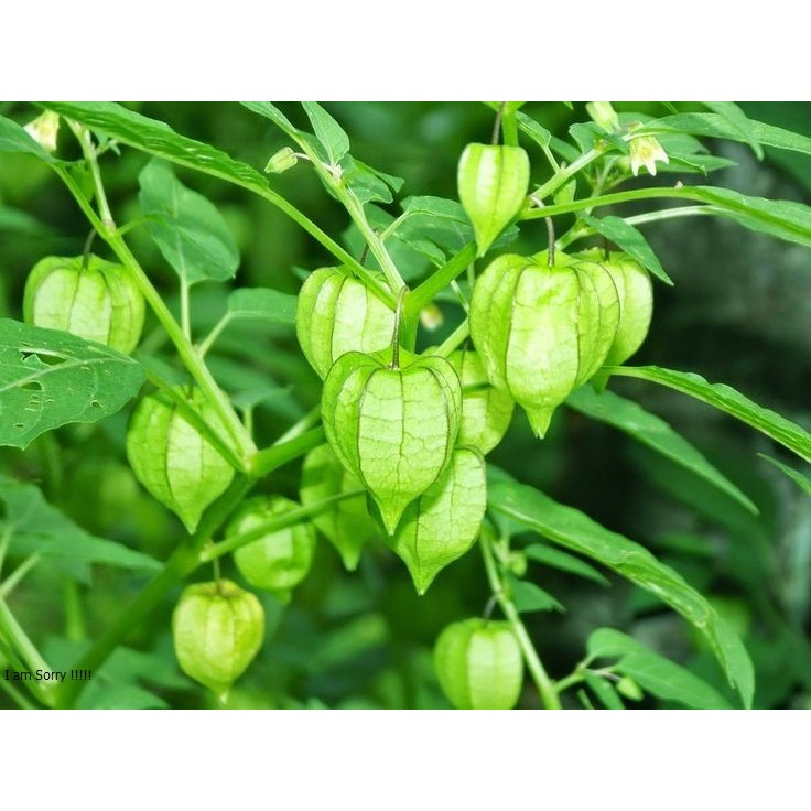 

Daun Ciplukan Segar | Daun Cecendet 500 Gram