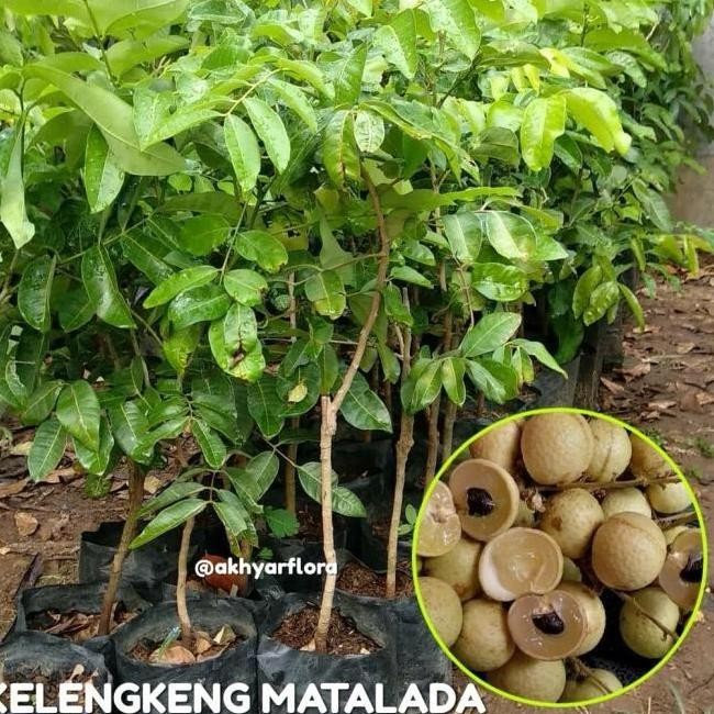 Bibit Buah Kelengkeng Matalada Tanaman Buah Kelengkeng Matalada ATZ
