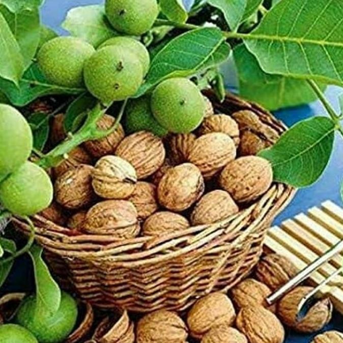 

Walnut 1Kg / Kacang Kenari ( Kacang Otak ) 1Kg #Gratisongkir
