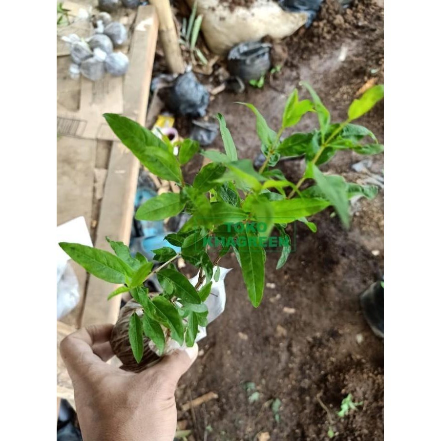 POHON Bibit Pohon Delima Merah - Buah Delima Tanaman Delima Red