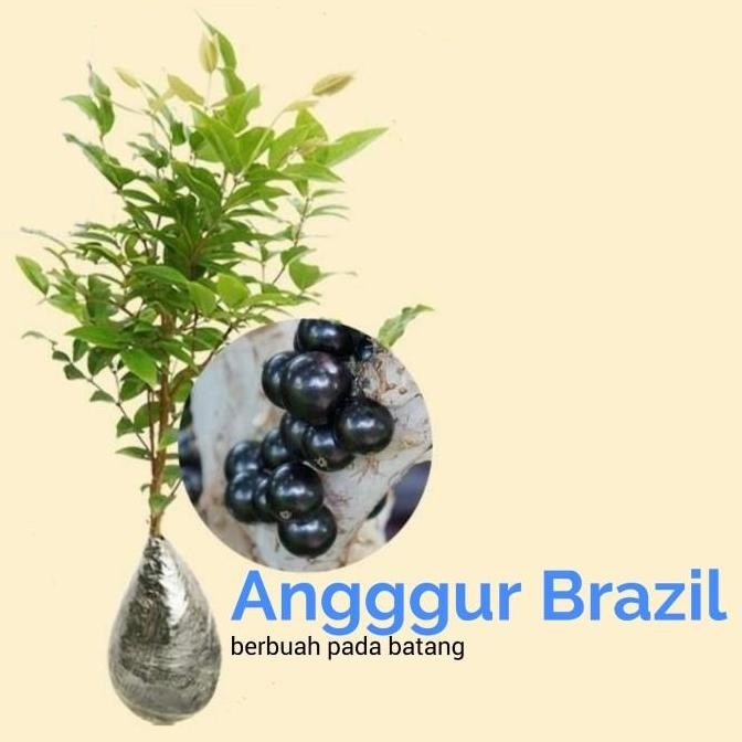 Bibit Pohon Anggur Bril Buah Hitam Anggur Pohon Kupalandak Bibit