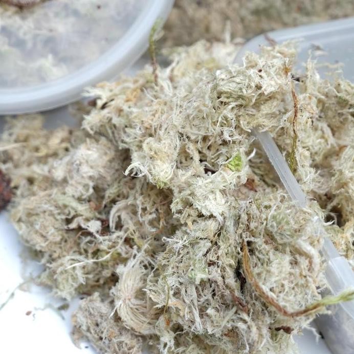 ready Spagnum Moss / Spagnum Moss Reptil / Moss High Quality