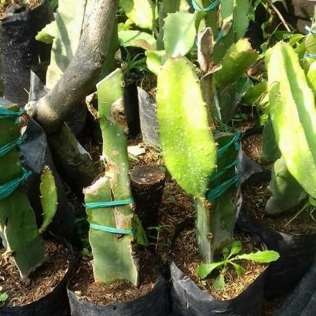 BIBIT TANAMAN BUAH NAGA PUTIH, POHON NAGA PUTIH