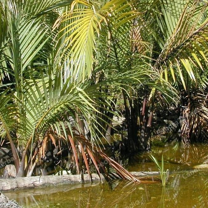 Bibit pohon buah nipah tanaman daon tinggi 20-40 cm tanaman ra