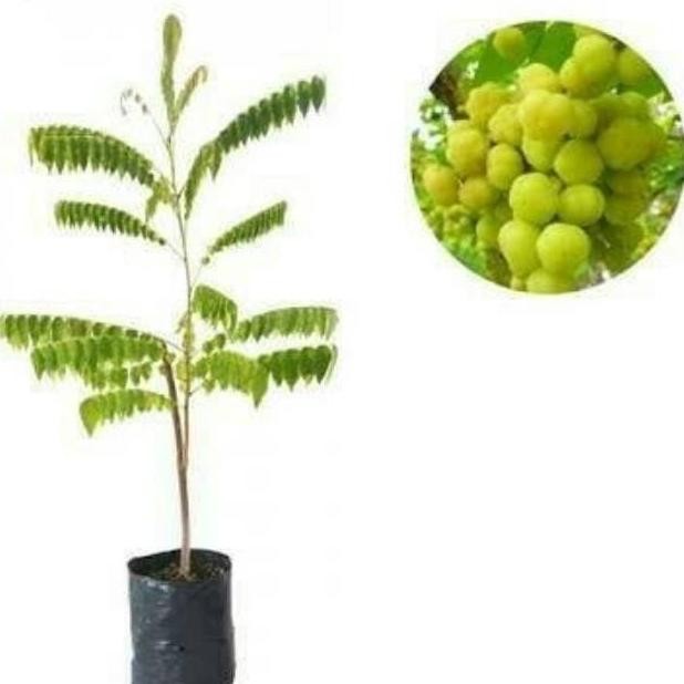 Bibit Tanaman Pohon Cermai Bibit Cermai Bibit Ceremai Buah Cermai