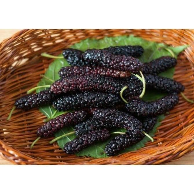 bibit buah long murbei pohon tanaman buah di dalam pot