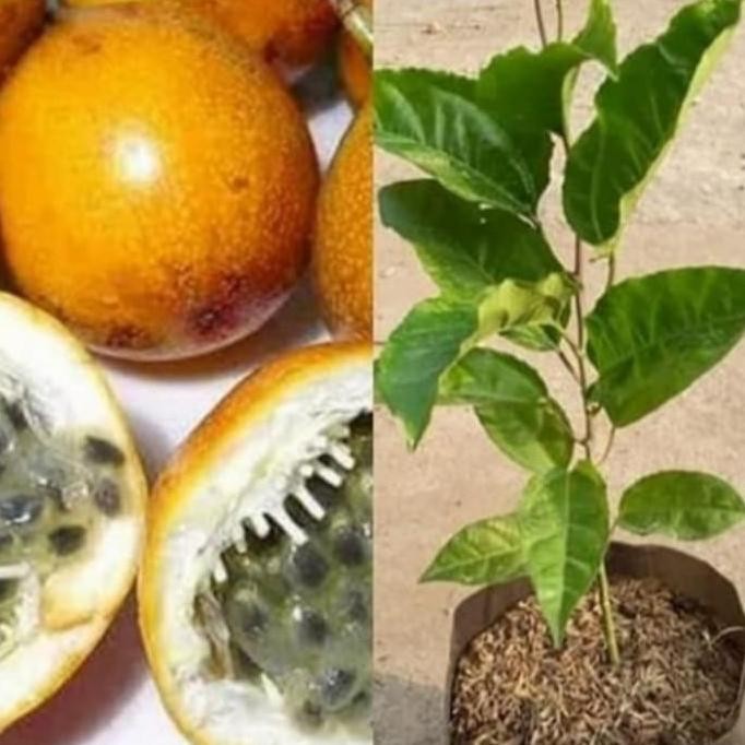 POHON Tanaman buah markisa,bibit tanaman markisa,pohon markisa