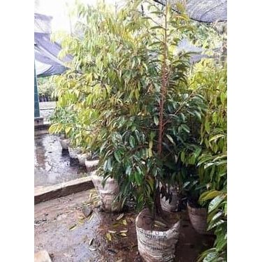 SUPER BIBIT TANAMAN POHON BUAH DURIAN MUSANGKING KAKI 3 TINGGI 2METER
