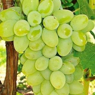 Bibit Biji Buah Anggur Hij - Biji Tanaman Pohon Buah Anggur