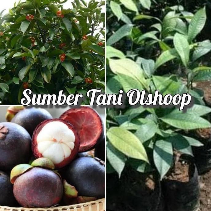 POHON Tanaman Buah Manggis / Bibit buah manggis