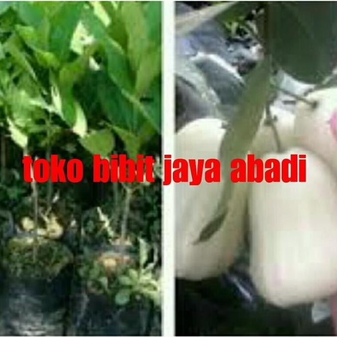 POHON bibit tanaman buah jambu air salju putih super