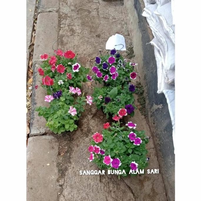

Baru Paket Tanaman Hias 4 Bunga Petunia + Pot Gantung Putih Cantik Siap Pajang