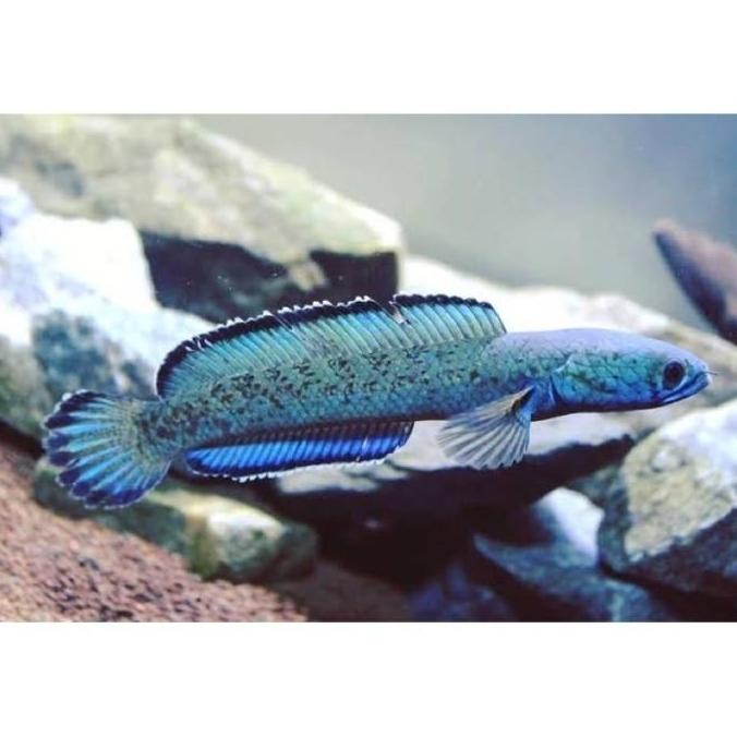 

Terlaris | Terbaru | Best Seller | Termurah Chana Red Maosaic 12/15Cm Original | High Quality | Berkualitas