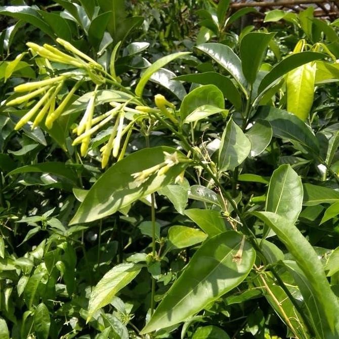 

Terlaris | Terbaru | Best Seller | Termurah Pohon Arum Dalu 1 Mtr Original | High Quality | Berkualitas