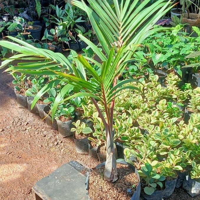 NEW bibit tanaman hias palem botol tinggi meter
