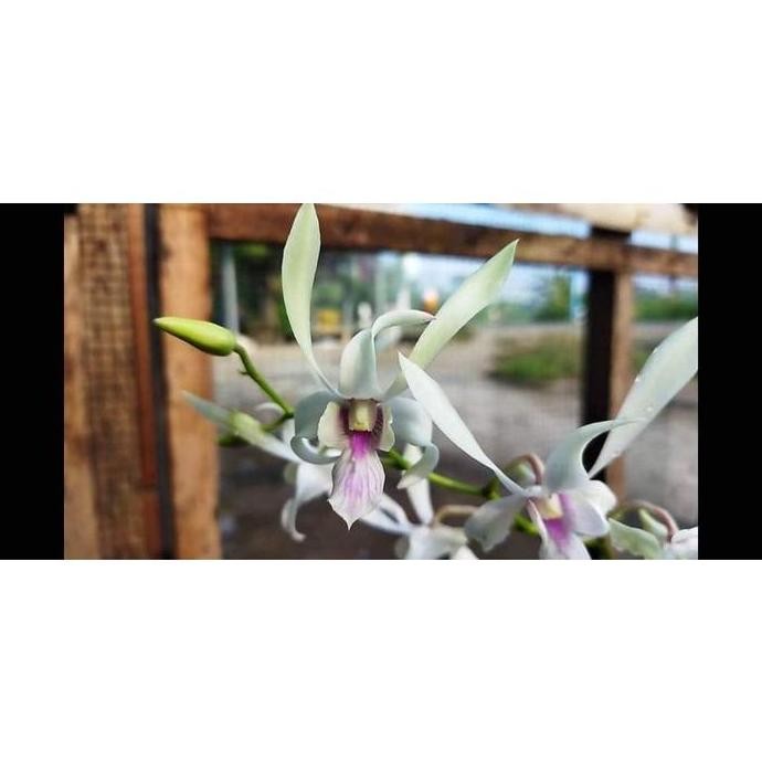 anggrek keki dendrobium capung Kapuas/ langkah