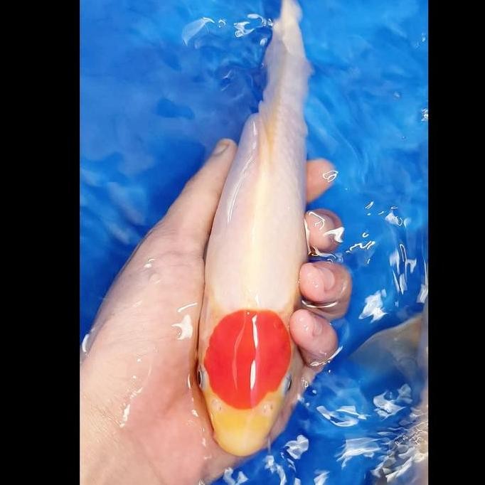 Ikan Koi Tancho Blitar Asli Co