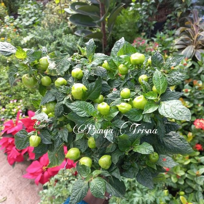 Original Tanaman Cabe Paprika Segar Plus Pot Tanaman Shopee
