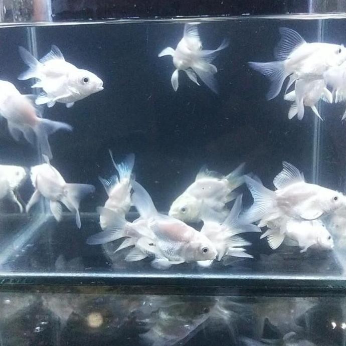 Koi Hudielong Butterfly Putih Co