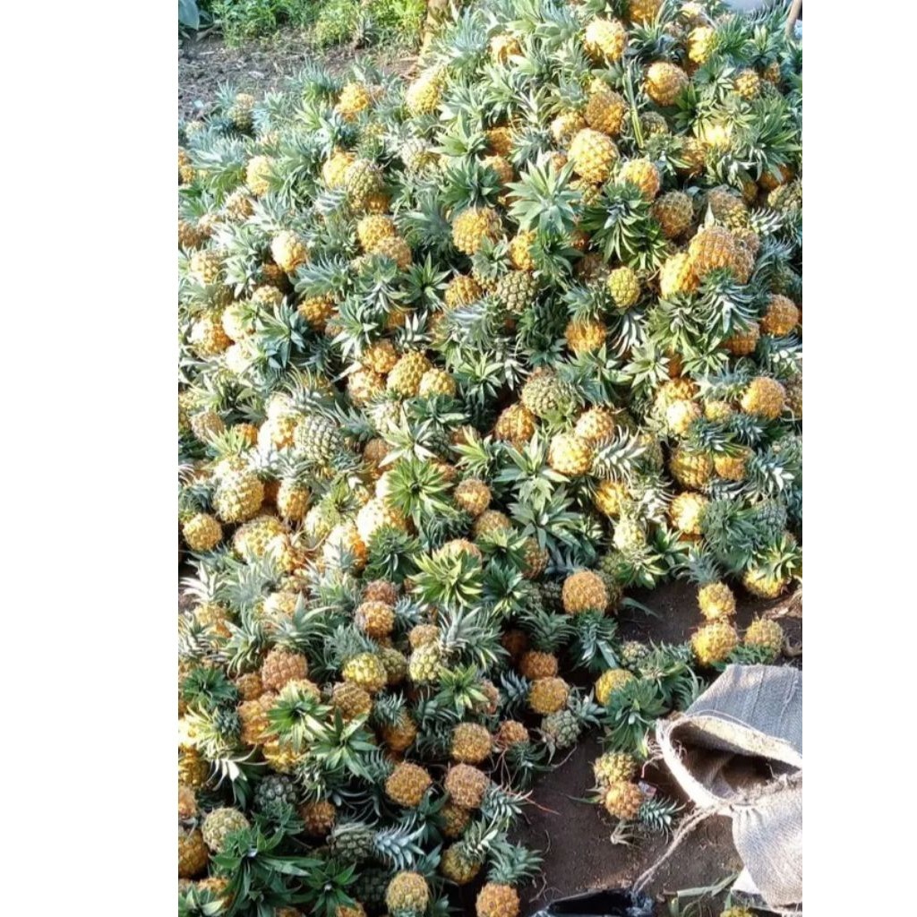 

[]COD[] __ paket nanas madu pemalang 5pcs