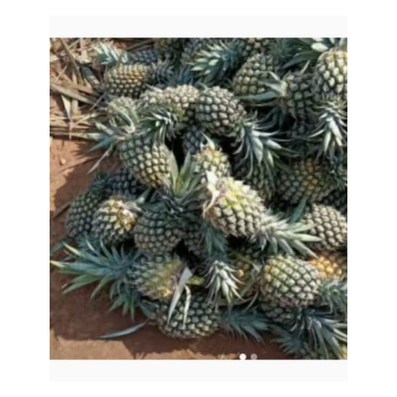 

[]COD[] __ NANAS ISI 2 (sangat cocok untuk rujak)